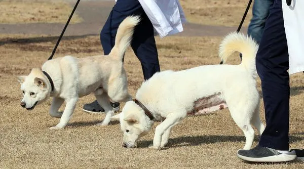 ▲▼金正恩贈與文在寅的2隻豐山犬熊熊（右）、松江，已被轉送至光州的動物園。（圖／CFP）
