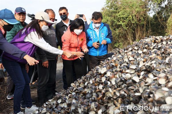 ▲台西文蛤傳暴斃，雲林縣長張麗善會勘。（圖／記者蔡佩旻翻攝）