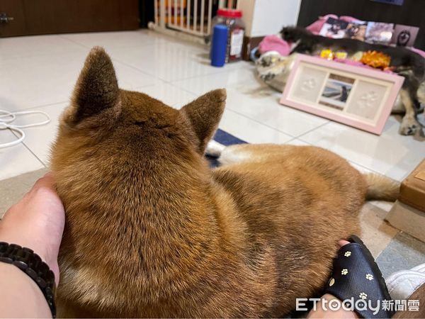 ▲罹癌狗妹妹斷氣！柴犬哥哥急蹭臉「想叫醒牠」　躲浴室惹家人心疼。（圖／粉專「柴哥布魯斯Bruce&布魯蒂Brudy&布魯棒BonBon」提供）