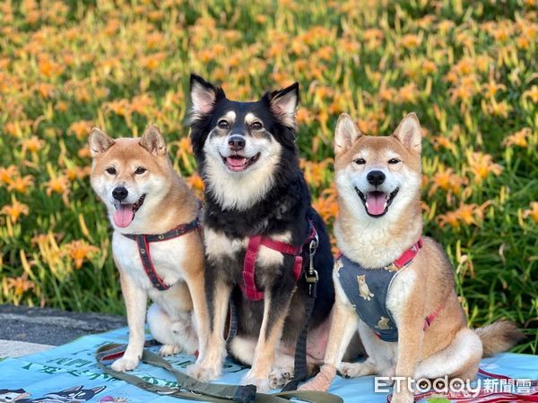 ▲罹癌狗妹妹斷氣！柴犬哥哥急蹭臉「想叫醒牠」　躲浴室惹家人心疼。（圖／粉專「柴哥布魯斯Bruce&布魯蒂Brudy&布魯棒BonBon」提供）