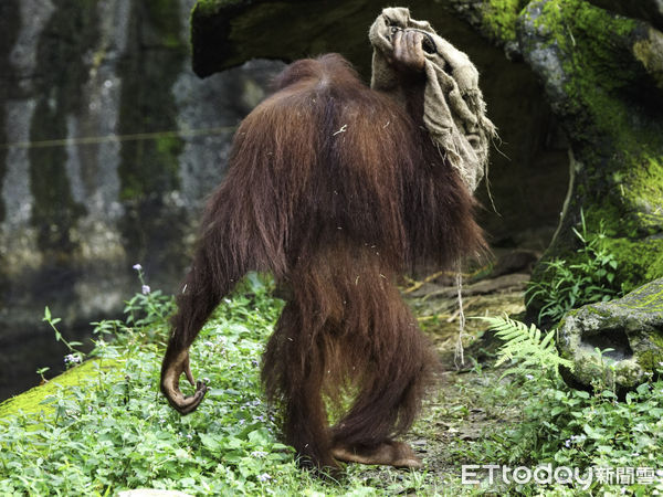 ▲▼保育員心好累系列：低溫來襲的保暖攻略。（圖／台北市立動物園提供，下同）