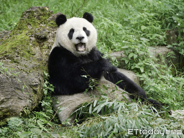 ▲▼保育員心好累系列：低溫來襲的保暖攻略。（圖／台北市立動物園提供，下同）