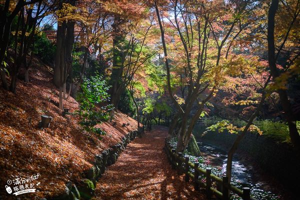 ▲▼北野天滿宮楓葉季（圖／滿分的旅遊札記提供）