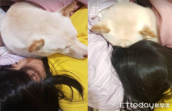 ▲國二妹從小抱到大「柴犬變巨大暖暖包」　粉絲超驚訝：好圓瓦斯桶。（圖／粉專「白柴歐巴」提供，請勿隨意翻拍，以免侵權。）