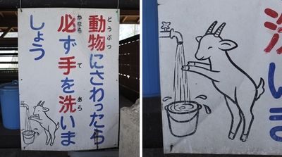 農場用山羊畫「提醒洗手」告示牌　遊客傻眼：牠這是在洗腳吧