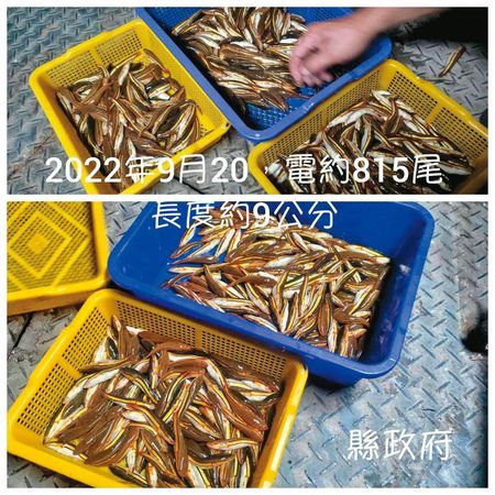 南投縣政府今年9月曾一天電撈8百多尾小魚虎，一整年共捕獲上萬尾。（南投縣政府提供）