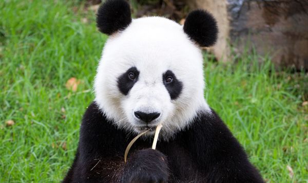 高中生為了撿手機闖進「大貓熊通電圍欄」　飼養員衝上去驚險救人。（圖／翻攝自Facebook／Adelaide Zoo）