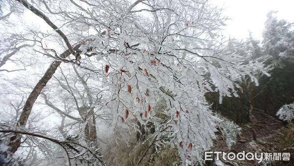 ▲▼依氣象局預報，17-18日雪景機率高，太平山雪期預警性機動管制。（示意圖／羅東林管處提供，下同）