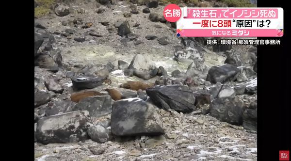在殺生石旁一次發現8頭野豬屍體，實屬罕見。（翻自《日本電視台》YT）
