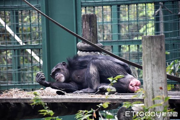 ▲壽山動物園黑猩猩鐵籠區將改建成咖啡屋 。（圖／記者許宥孺翻攝）