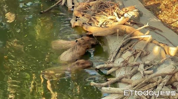 ▲▼壽山動物園。（圖／壽山動物園提供）