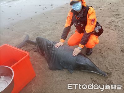 寒流來襲！石門綠石槽4海豚卡沙灘回不去　海巡急扛海水保濕