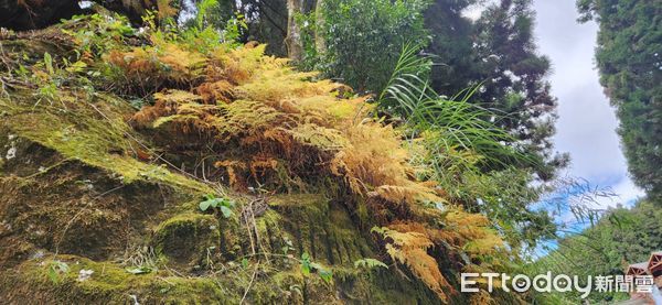 ▲▼  阿里山楓紅狀況 。（圖／林務局嘉義管理處提供）