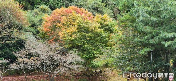 ▲▼  阿里山楓紅狀況 。（圖／林務局嘉義管理處提供）