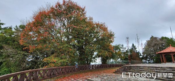 ▲▼  阿里山楓紅狀況 。（圖／林務局嘉義管理處提供）