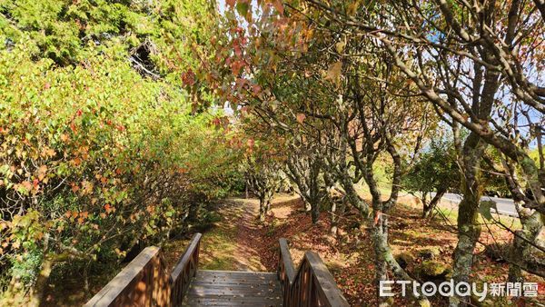 ▲▼  阿里山楓紅狀況 。（圖／林務局嘉義管理處提供）