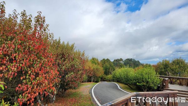 ▲▼  阿里山楓紅狀況 。（圖／林務局嘉義管理處提供）