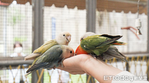 ▲鳳凰谷鳥園周日將舉辦「鳳凰四十‧風華再現」40週年感恩園慶。（圖／鳳凰谷鳥園生態園區提供，下同）