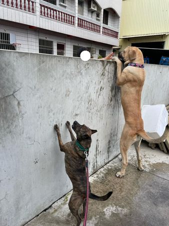 ▲米克斯趴圍牆矮高山犬一大截　「最萌身高差」融化粉絲：160VS180。（圖／有點毛毛的／飼主蕭宇芯提供）