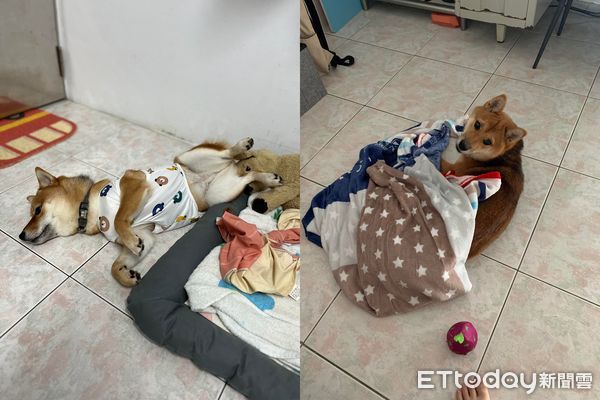 ▲保姆考試找嘸寶寶練習　柴犬穿紗布衣「慘變實驗品」臉放大超哀怨。（圖／飼主湯孟潔提供）