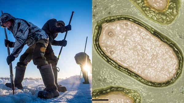 ▲法國科學家在俄羅斯發現潛伏在永凍土的古老病毒仍具傳染力。此為示意圖。（組圖／CFP、翻攝自維基百科）