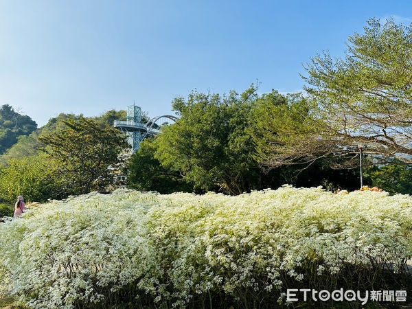 ▲▼  白雪木花海引人入勝 聖誕烤肉大餐香味四溢嘉縣過聖誕好吃又好玩  。（圖／嘉義縣政府提供）