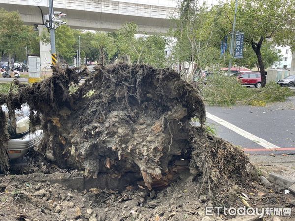 ▲▼台中,路樹,民興公園。（圖／里長張啟龍提供）