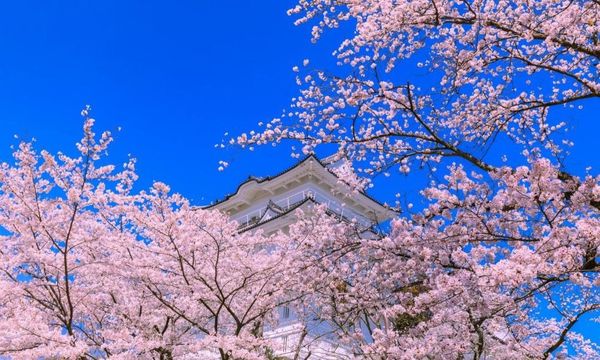 ▲▼小田原城賞櫻。（圖／KKday提供）