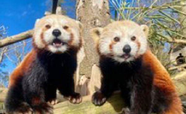 ▲動物園園方表示小熊貓塔拉(Tala)、蘇米(Sumi)不敵寒流凍死野生動物園。（圖／翻攝自Twitter／@longleat）