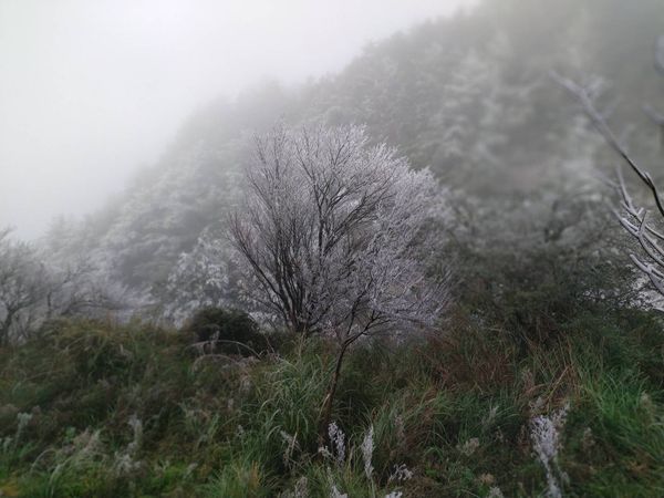 ▲▼思源埡口霧淞。（圖／武陵農場提供）