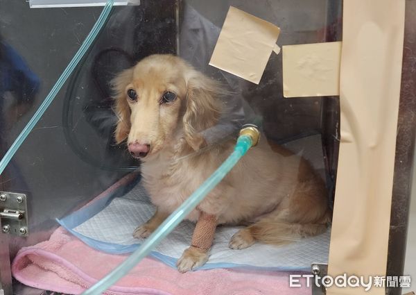 ▲愛犬散完步嘔吐！飼主疑公園「有人投毒」急送醫　動保處釐清真相。（圖／QQ飼主提供）