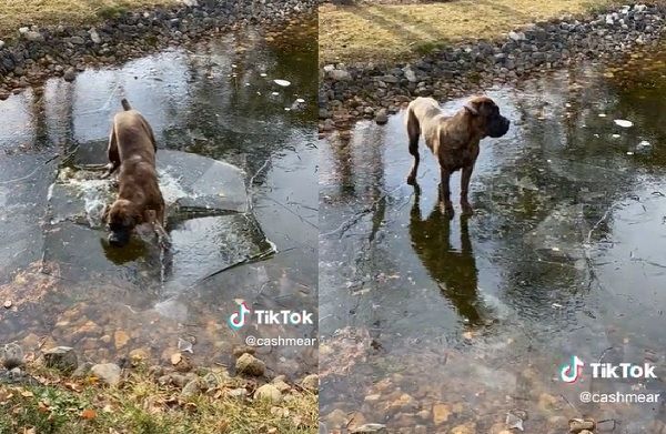 ▲傻狗不聽主人勸硬要站在結冰湖上，下秒慘摔。（圖／翻攝自TikTok／cashmear）