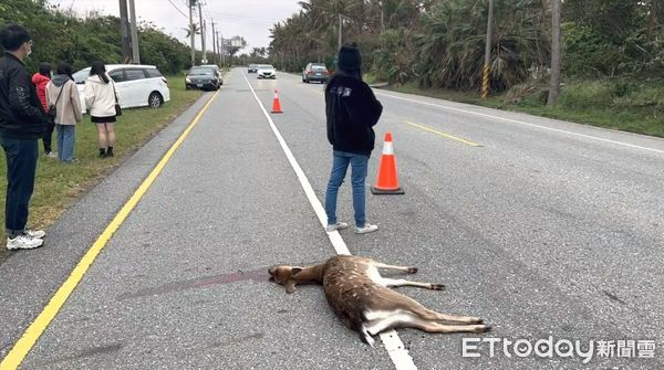 ▲梅花鹿突然草叢竄出，駕駛閃避不及，直接撞上，梅花鹿當場死亡。（圖／記者楊漢聲翻攝）