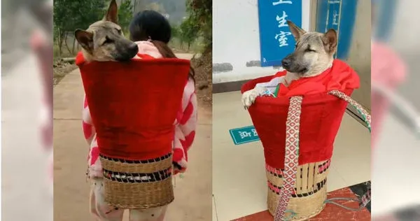 大陸湖南省一名羅姓女子日前為了生病的狗狗，決定和閨密步行5公里帶牠就醫。（圖／翻攝自微博／搜狐千里眼）