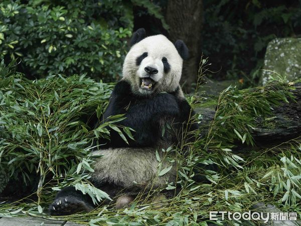 大貓熊團團。（圖／台北市立動物園提供）