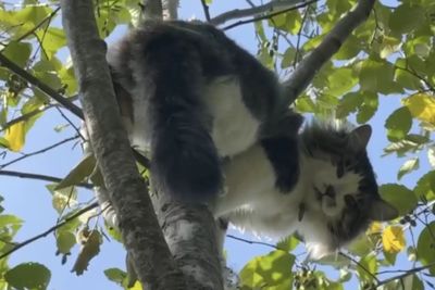 貓想Relax爬樹上「樹枝卻太細超痛苦」　被救援發出哀怨聲好心疼
