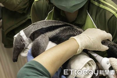 快訊／動物園食蟻獸難產亡「寶寶沒保住」　長頸鹿「菊忠」也猝逝