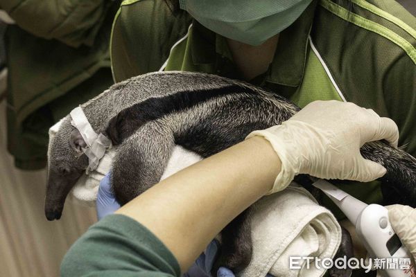 台北市立動物園大食蟻獸口袋莎、長頸鹿菊忠過世。（圖／台北市立動物園提供）