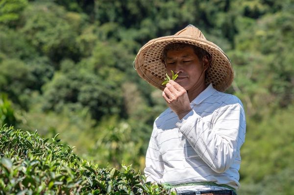 ▲新北好茶榮獲國際四大獎項 讓世界看見台灣製茶技術。（圖／新北市農業局提供）