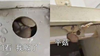 廚房水槽長出滿滿香菇！屋主傻眼「清過了又冒出來」網提1疾病勸她快消毒