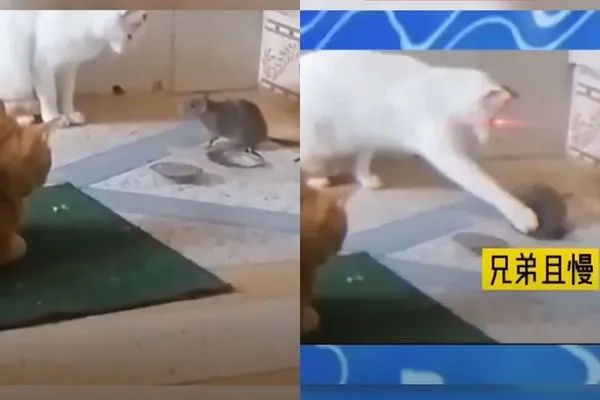 ▲▼老鼠一出洞就和2隻貓咪尷尬對視。（圖／翻攝自YouTube／China Pearl 江蘇:中國的江南明珠）