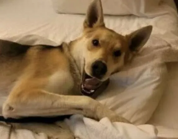 美國加州一隻名叫齊柏林的德國混種牧羊犬，失蹤了14個月，終於回家了。（翻攝Wildcat獸醫診所推特）