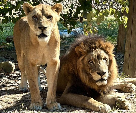 ▲▼壽山動物園非洲獅二哥與非洲獅小辛。（圖／壽山動物園提供）
