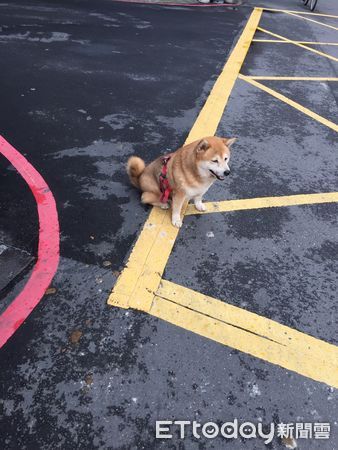 柴犬救援。（圖／東森寵物台北大同民族店提供）