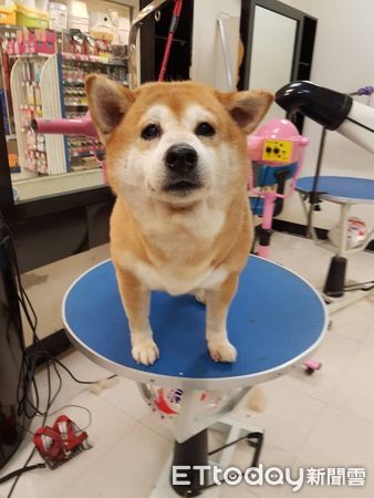 柴犬救援。（圖／東森寵物台北大同民族店提供）