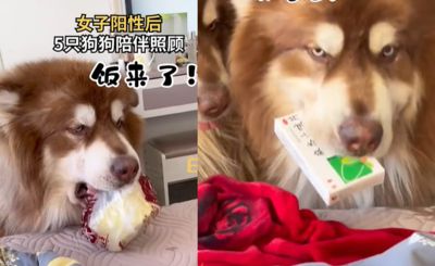 雪橇犬幫染疫奴才送飯、拿藥超可靠　她感動：從沒教過