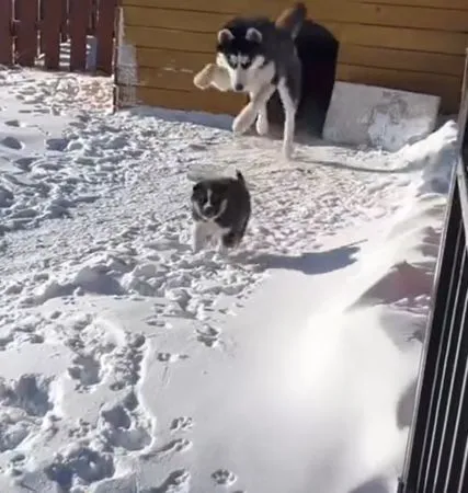 狗狗奔向雪地，狗媽媽操碎心。（圖／翻攝自微博＠新華社）