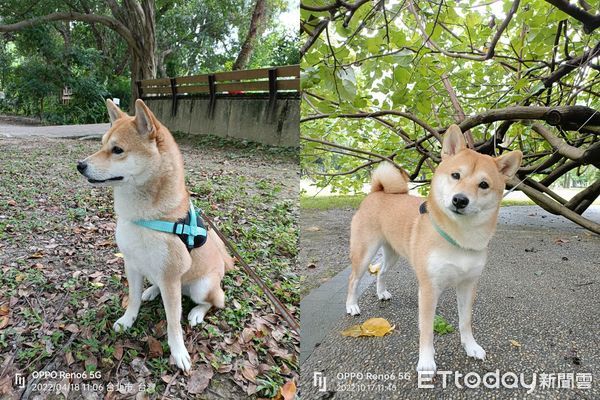 ▲雨天也要出門尿尿　柴犬突仆街「底盤毛全濕透」...姐拉不動氣炸。（圖／樂樂飼主提供）