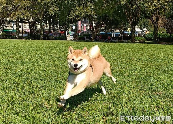 ▲雨天也要出門尿尿　柴犬突仆街「底盤毛全濕透」...姐拉不動氣炸。（圖／樂樂飼主提供）