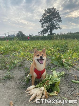 ▲柴犬「阿豆」。（圖／Instagram＠ammbunny授權提供）